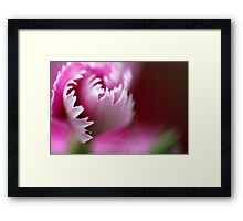 Macro Photo Pink Flower