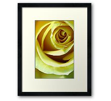 Macro Photo Yellow Rose