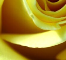 Macro Photo Yellow Rose