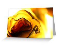 Macro Photo Yellow Flower