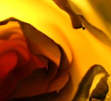 Macro Photo Yellow Flower