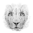 Lion by Matthew Usher