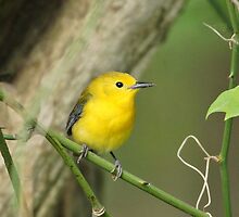 Prothonotary Warbler by Sandy Keeton