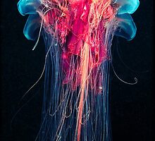 Luminescent Jellyfish by Cheatahgirl54