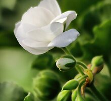 December Bloom by Polly Peacock