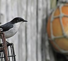 Fiscal flycatcher this - Fishing float - that :) by Lee Jones