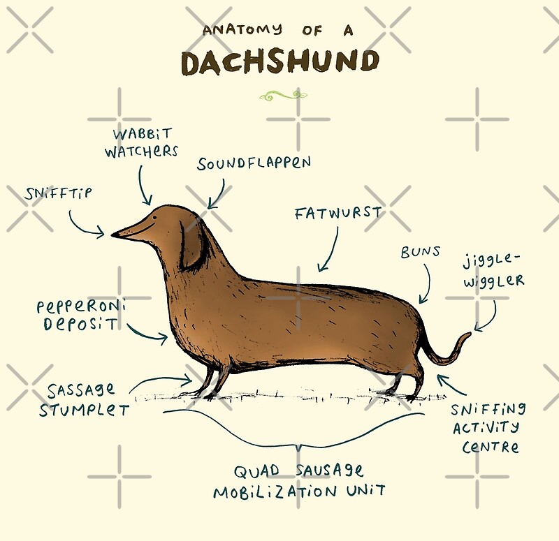 "Anatomy of a Dachshund" by Sophie Corrigan Redbubble