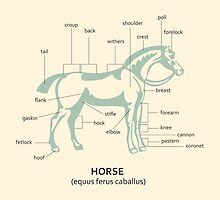 equus ferus caballus by kislev