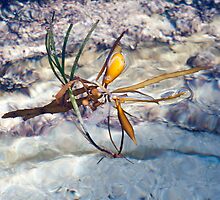 Rockpool Flotsam by Guyzimijz
