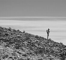 Lone Joshua by Chet King