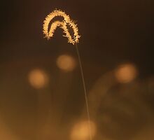 Grass of Light - Nature Background by LivingWild