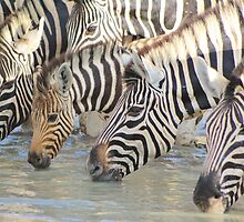Zebra - African Wildlife Background - Pleasure of Water by LivingWild