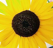 Sunflower by Santamariaa