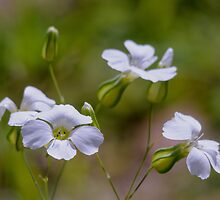 tinny white flower by stresskiller