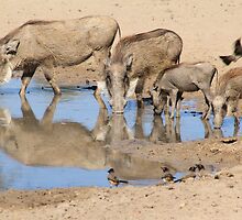 Warthog Family - African Wildlife by LivingWild
