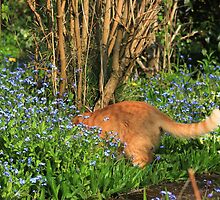 Ginger cat hunting in garden by turniptowers