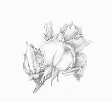 Roses by frozenfa