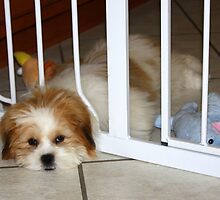 Let me out and I promise not to do it again...... by AuntDot