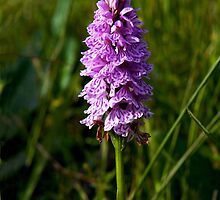 Spotted Orchid, Donegal as iPhone case by George Row