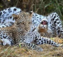 Leopard siblings playtime by Sharon Bishop