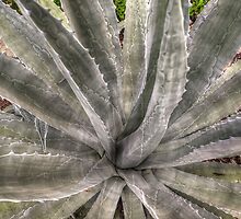 A Prickly Affair by John Kapusta