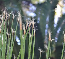 Grasses in Winter by Jan Stroup ~ Photojournalist