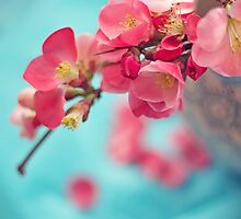 SWOON by Bloom by Sam Wales