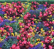 Colourfull display at butchart gardens by jozi1