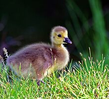 new beginnings... by Terri~Lynn Bealle