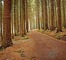 Mourne Mountains Forest by Ludwig Wagner