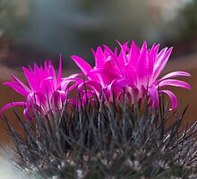 succulent plant by spetenfia