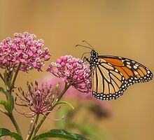 Monarch On Swamp Milkweed by Thomas Young