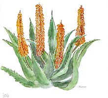 Aloe ferox - Nature's ultimate healer by Maree Clarkson