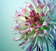 Dazzle Me, Dahlia! by teakbird