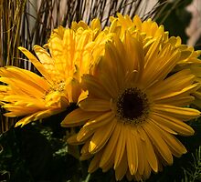 Three Sunshine Yellow Gerbera Daisies by Georgia Mizuleva