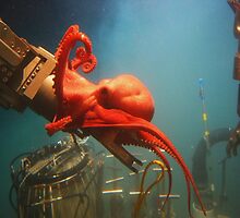 Orange Octopus by BravuraMedia