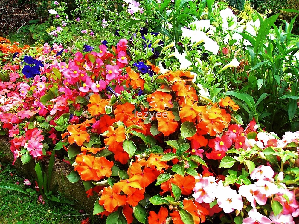"Impatiens and begonias" by lezvee Redbubble