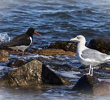Oystercatcher and Herring Gull by JonnisArt