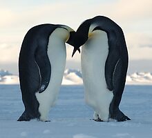Emperor Penguin Courtship by BravuraMedia