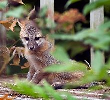 Bashful fox kit by wolftinz