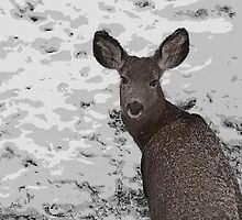 Cold Winter Survival by Al Bourassa