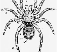 Vintage Spider Diagram by BravuraMedia