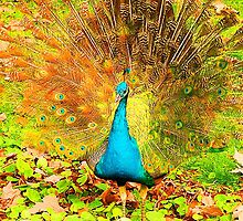 Peacock Junior Displaying by Margaret Saheed