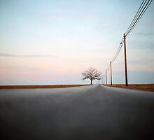 A Lonely Tree on a Long Road by DanielRegner