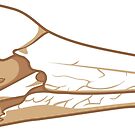 Bird Skull by wingedwolf94