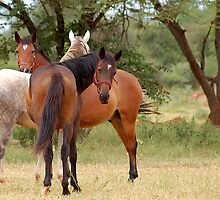 LIKE THE THREE MUSKETEERS, always together by Magaret Meintjes
