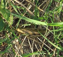 Grasshopper In Cammo by WildestArt