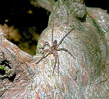 Big Spider on a Cyprus Knee by imagetj