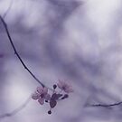 Tree blossom flowers on spring day in Spain Hasselblad square medium format film analogue photography by edwardolive
