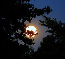 Bashful Moon ^ by ctheworld